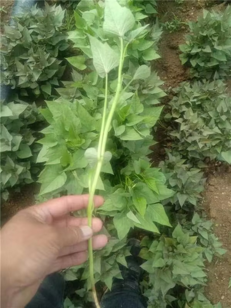 精品蜜薯红薯苗商薯/西货源充足量大从优质量保证欢迎咨询