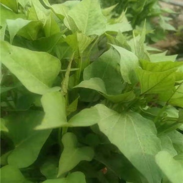 精品蜜薯红薯苗商薯/西货源充足量大从优质量保证欢迎咨询
