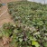 秦薯苗秦薯4号红薯苗秦薯5号苗陕西杨凌种植基地批发