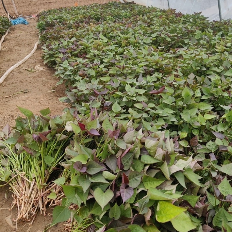 秦薯苗秦薯4号红薯苗秦薯5号苗陕西杨凌种植基地批发