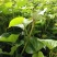 秦薯苗秦薯4号红薯苗秦薯5号苗陕西杨凌种植基地批发