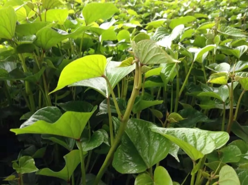 秦薯苗秦薯4号红薯苗秦薯5号苗陕西杨凌种植基地批发