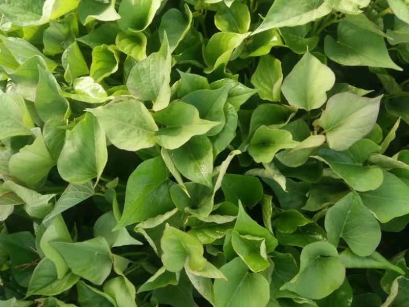 秦薯苗秦薯4号红薯苗秦薯5号苗陕西杨凌种植基地批发