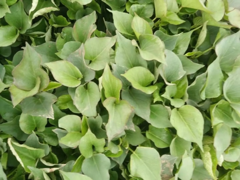 秦薯苗秦薯4号红薯苗秦薯5号苗陕西杨凌种植基地批发