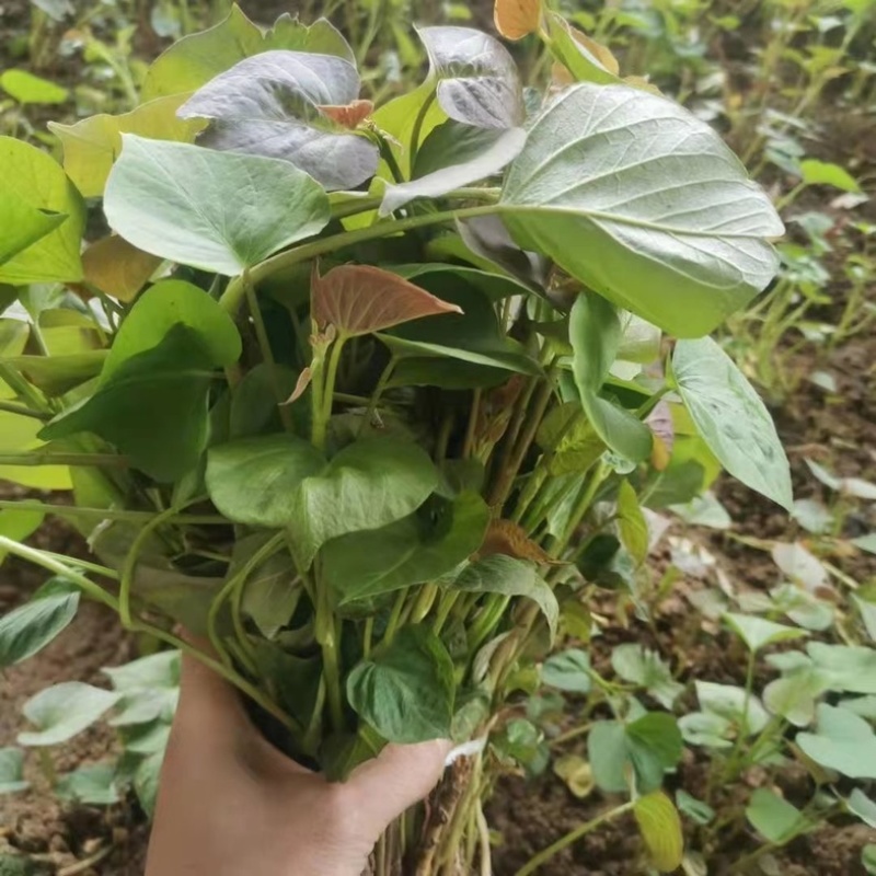 秦薯苗秦薯4号红薯苗秦薯5号苗陕西杨凌种植基地批发