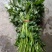 秦薯苗秦薯4号红薯苗秦薯5号苗陕西杨凌种植基地批发