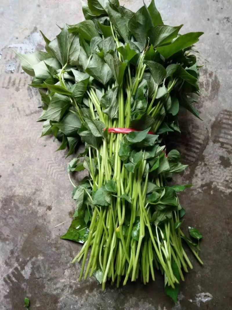 秦薯苗秦薯4号红薯苗秦薯5号苗陕西杨凌种植基地批发