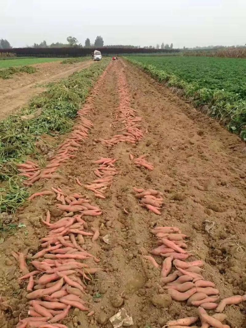 陕西西瓜红红薯苗家庭农场种薯种苗基地一手货源价格便宜