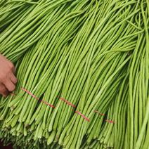 青条豆角白条豆角豇豆安徽产区直发货源充足稳定