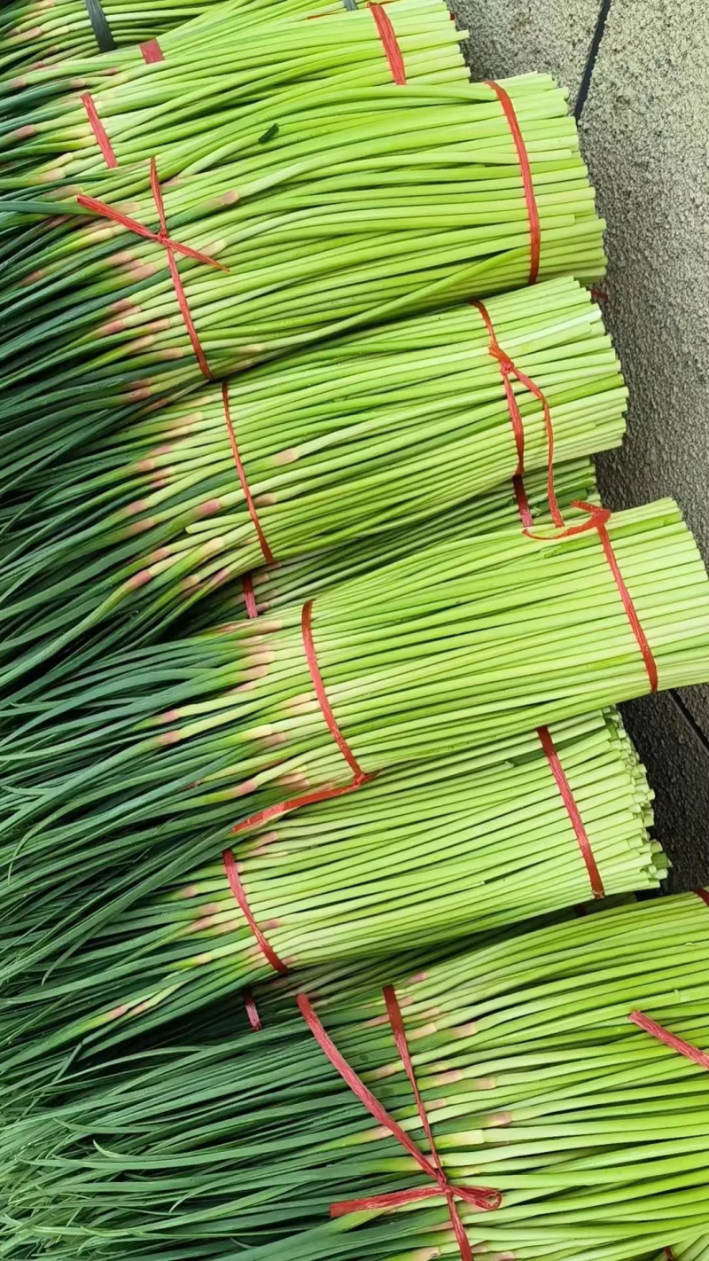 蒜薹河南中牟红帽蒜薹大量供应中品质保障对接全国市场