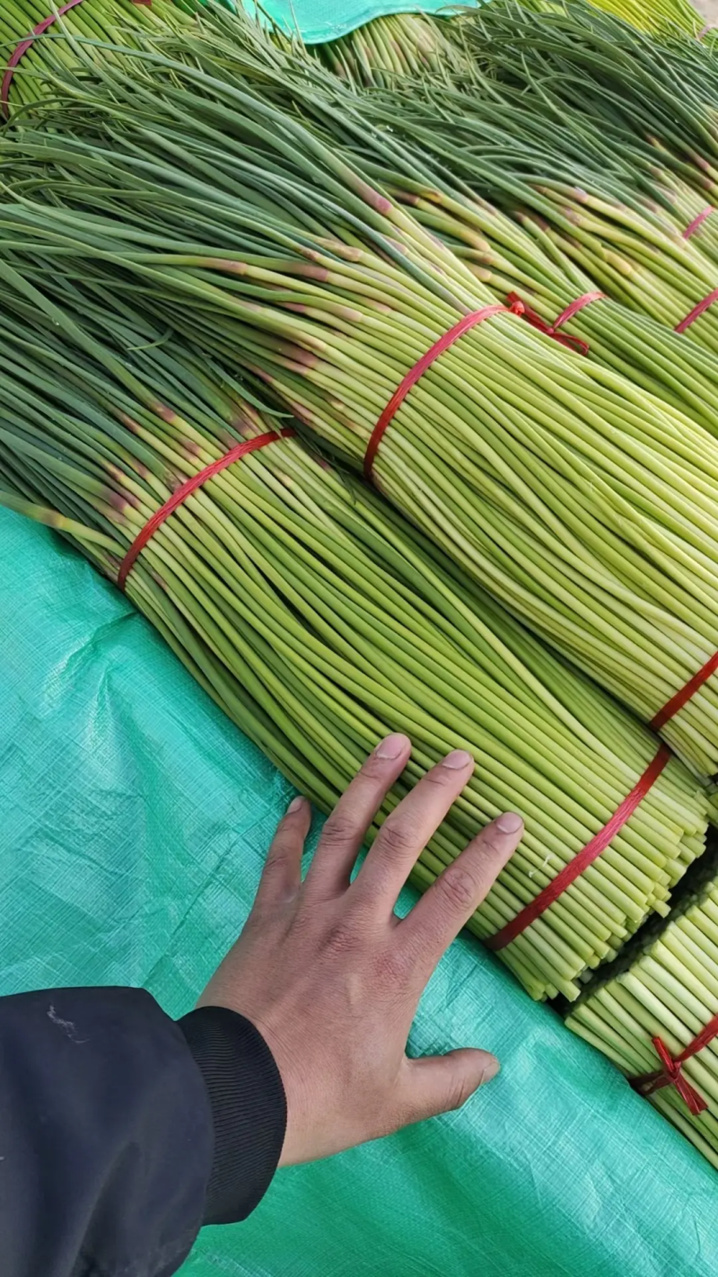 精品红帽蒜薹大量供应中产地一手货源对接全国商超市场等