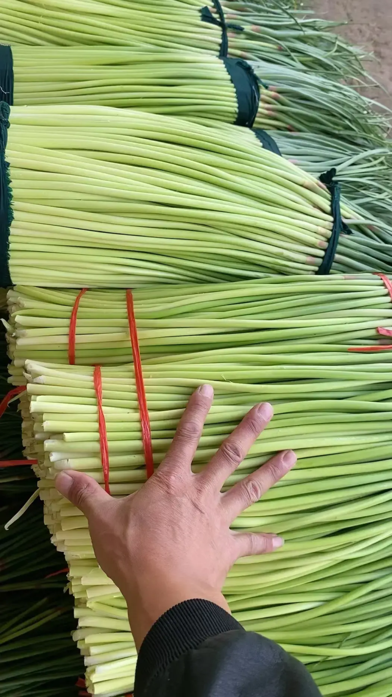 精品红帽蒜薹大量供应中产地一手货源对接全国商超市场等
