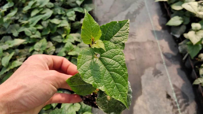 罗汉果苗