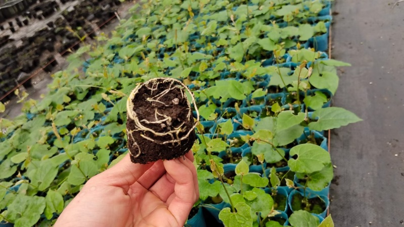 罗汉果苗