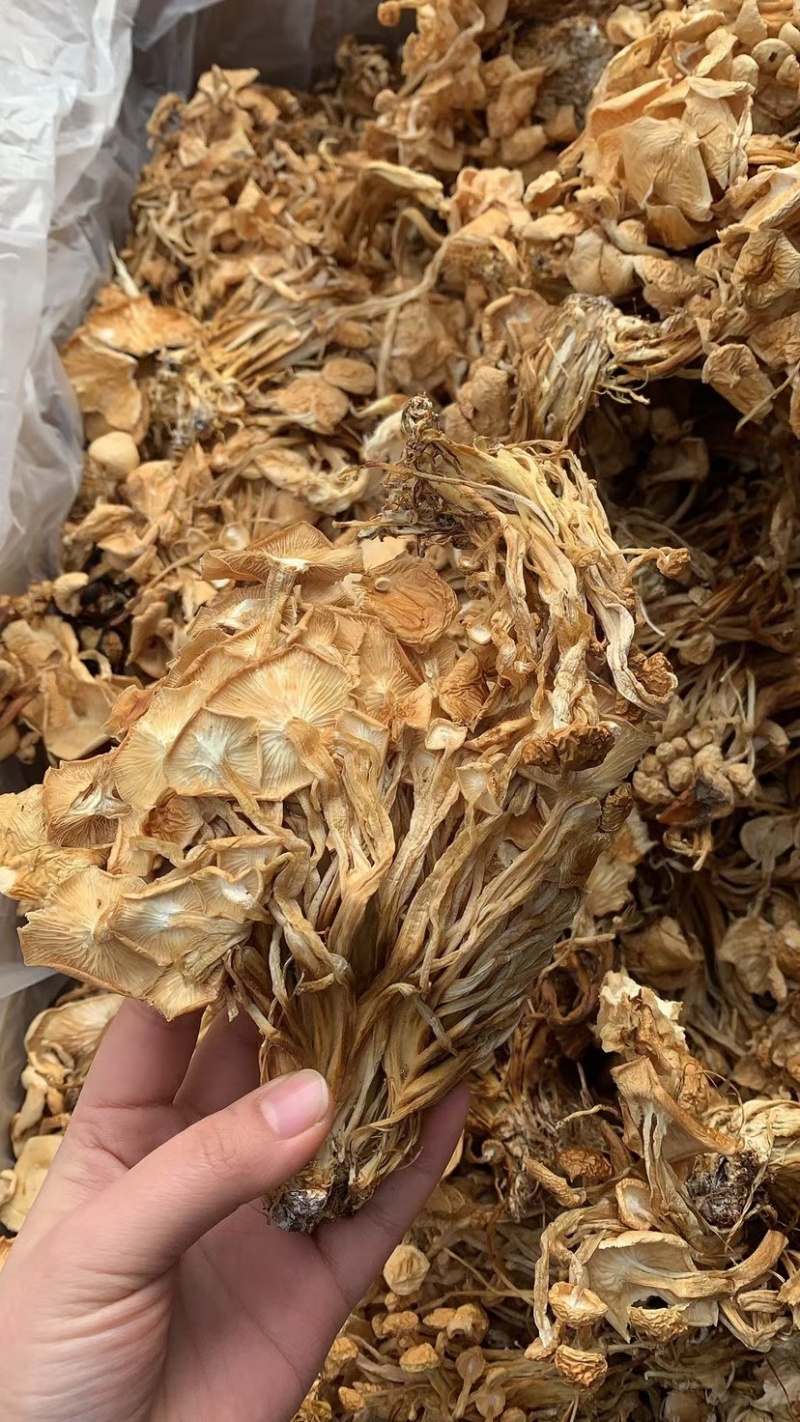 金针菇干货白大袋金针干金针香菇凉拌