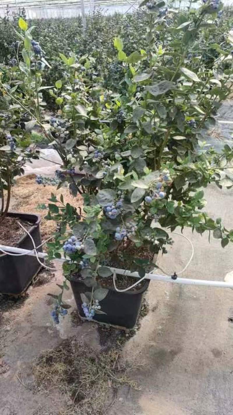 蓝莓大苗