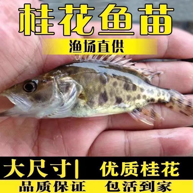 鳜鱼苗桂鱼苗桂花鱼苗路亚斑桂肉食性凶猛鱼淡水养殖食用观赏