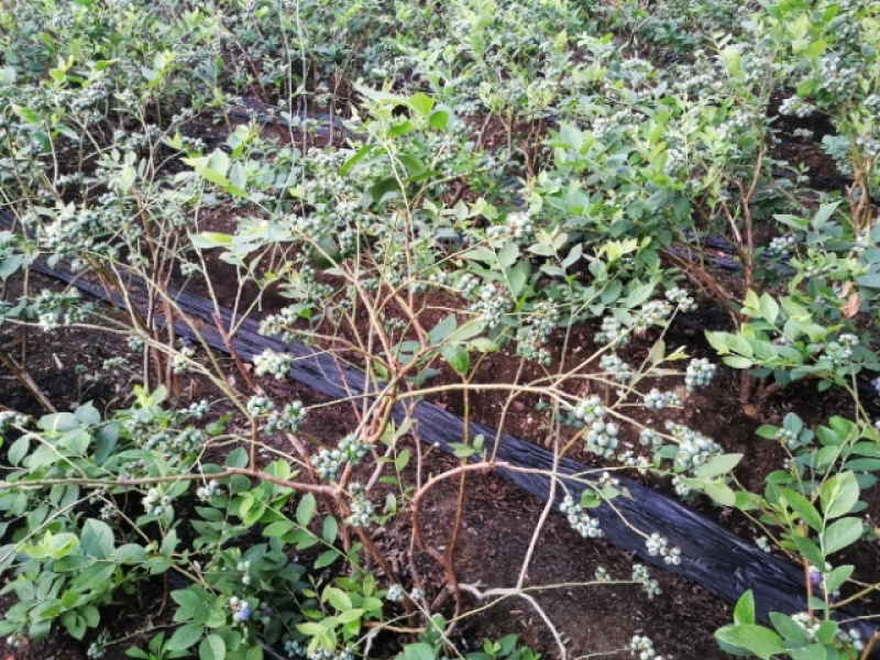 蓝莓地栽树