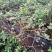 蓝莓地栽树