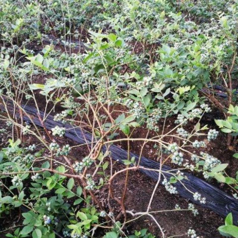 蓝莓地栽树