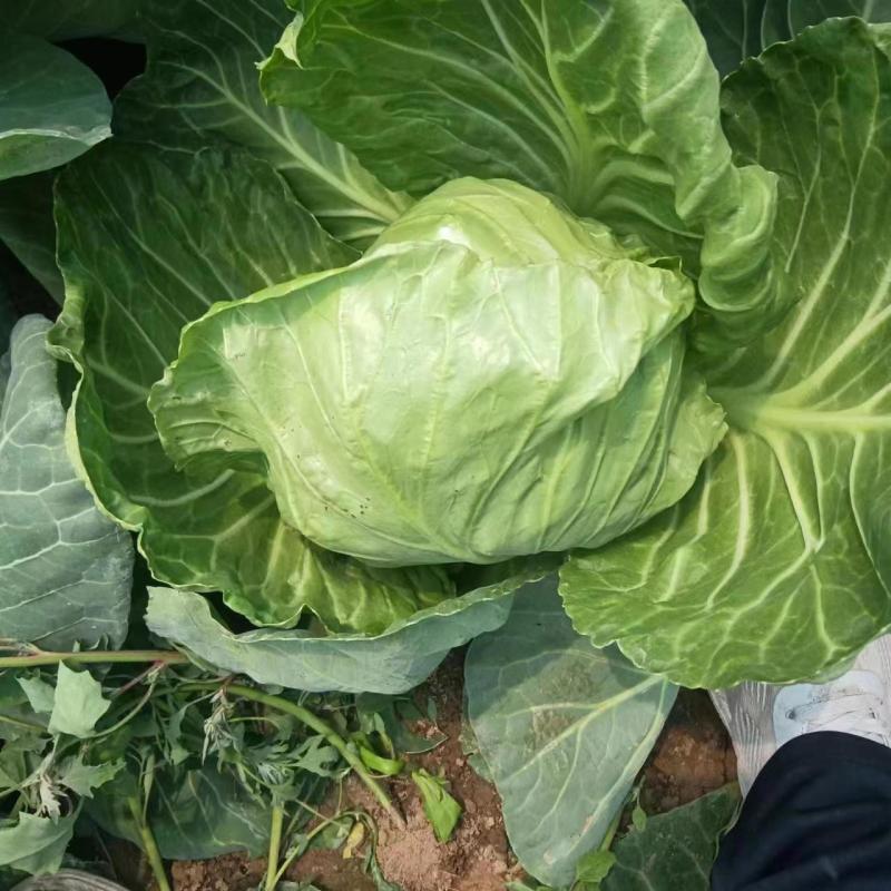 甘蓝原产地直发量大现货现摘青甘蓝包菜圆包菜视频看货