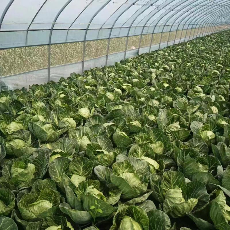 甘蓝原产地直发量大现货现摘青甘蓝包菜圆包菜视频看货