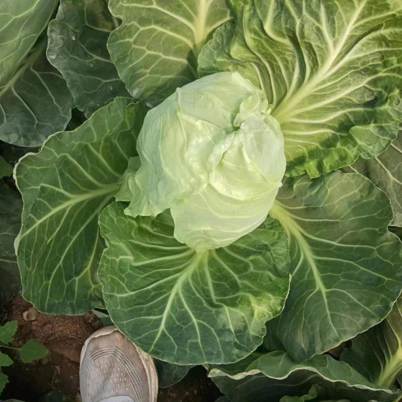 甘蓝原产地直发量大现货现摘青甘蓝包菜圆包菜视频看货