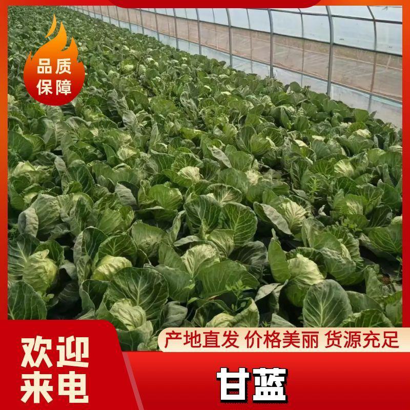 甘蓝原产地直发量大现货现摘青甘蓝包菜圆包菜视频看货