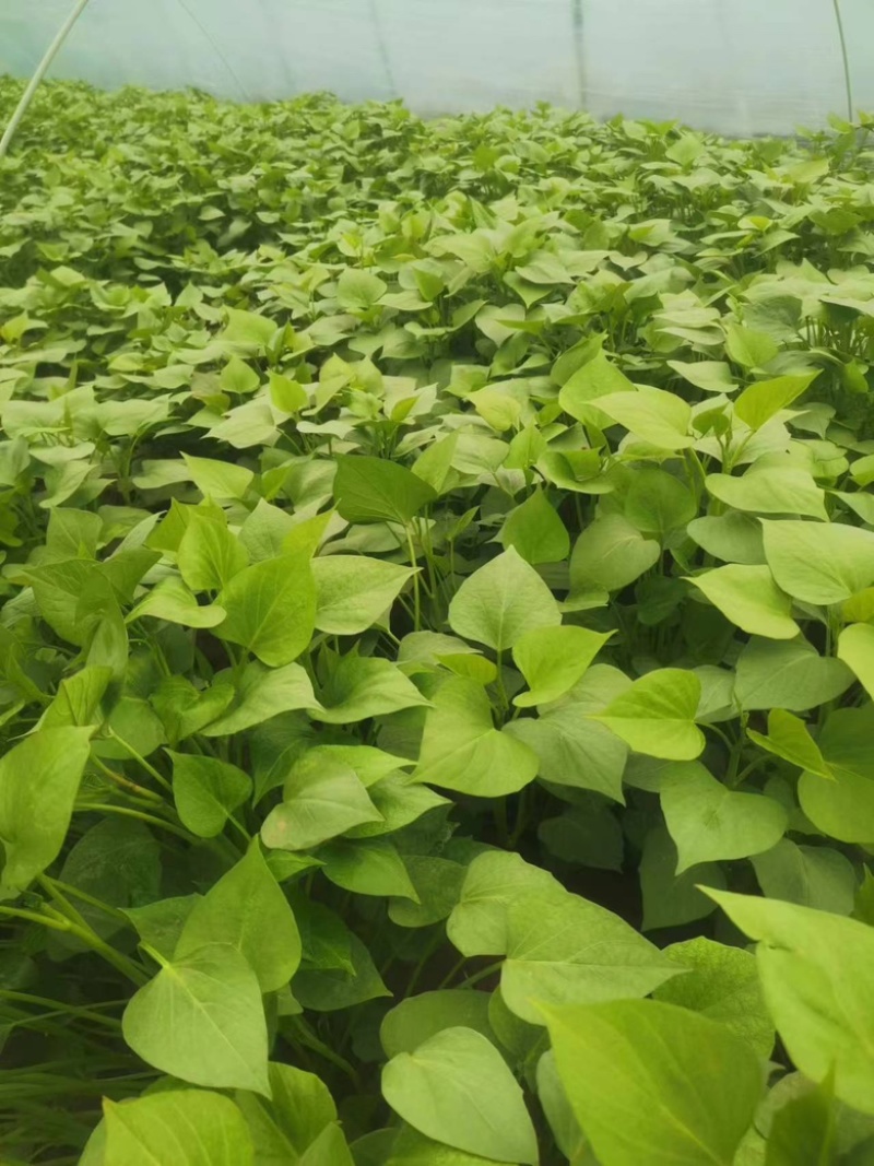 河南龙九红薯苗龙薯苗大量供货质量保证欢迎致电联系