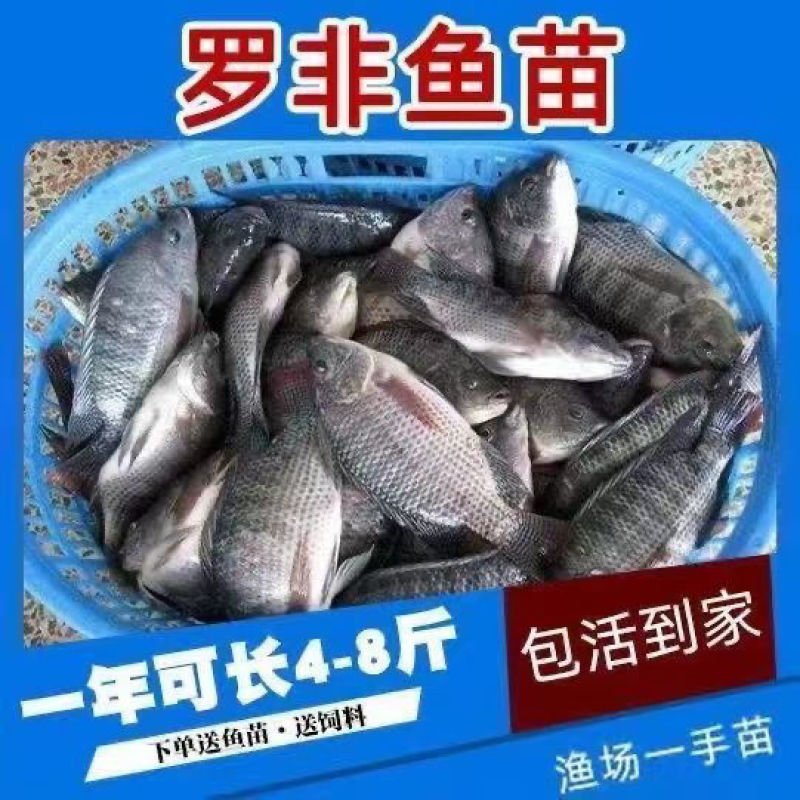 海南一号宝路耐寒单性脆肉罗非鱼苗大苗特大号福寿鱼