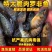 海南一号宝路耐寒单性脆肉罗非鱼苗大苗特大号福寿鱼
