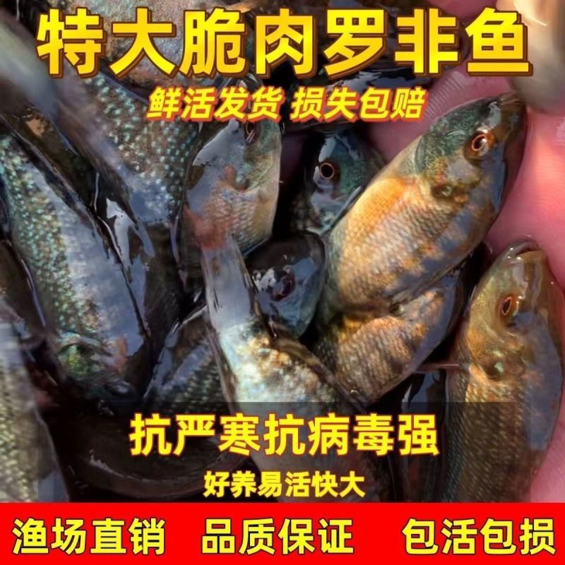海南一号宝路耐寒单性脆肉罗非鱼苗大苗特大号福寿鱼