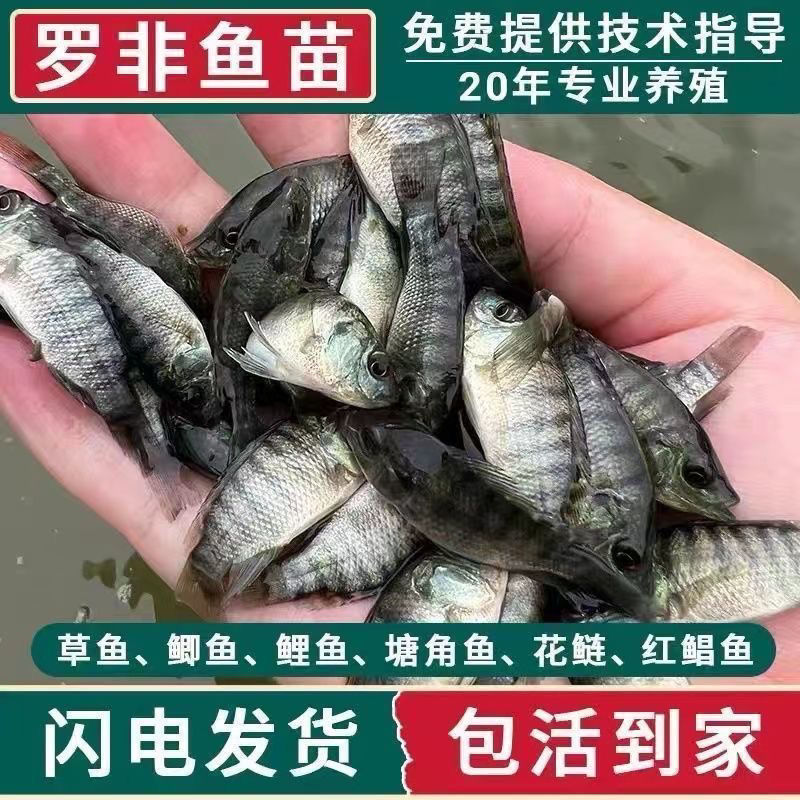 海南一号宝路耐寒单性脆肉罗非鱼苗大苗特大号福寿鱼