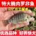 海南一号宝路耐寒单性脆肉罗非鱼苗大苗特大号福寿鱼