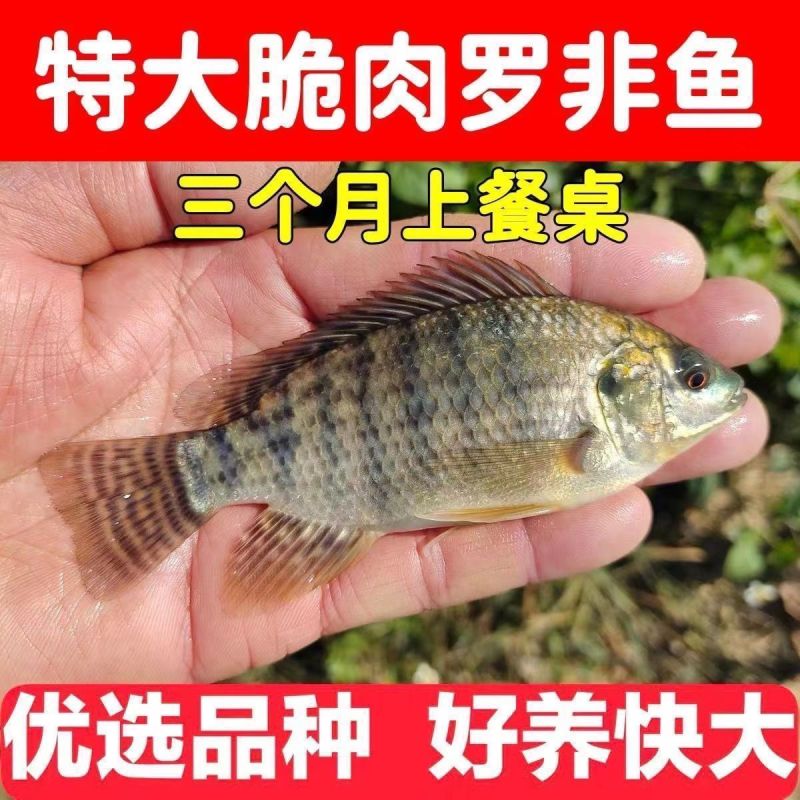 海南一号宝路耐寒单性脆肉罗非鱼苗大苗特大号福寿鱼