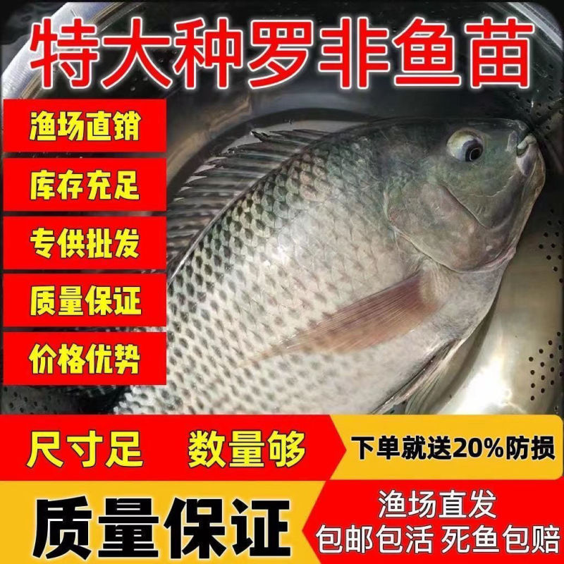 海南一号宝路耐寒单性脆肉罗非鱼苗大苗特大号福寿鱼