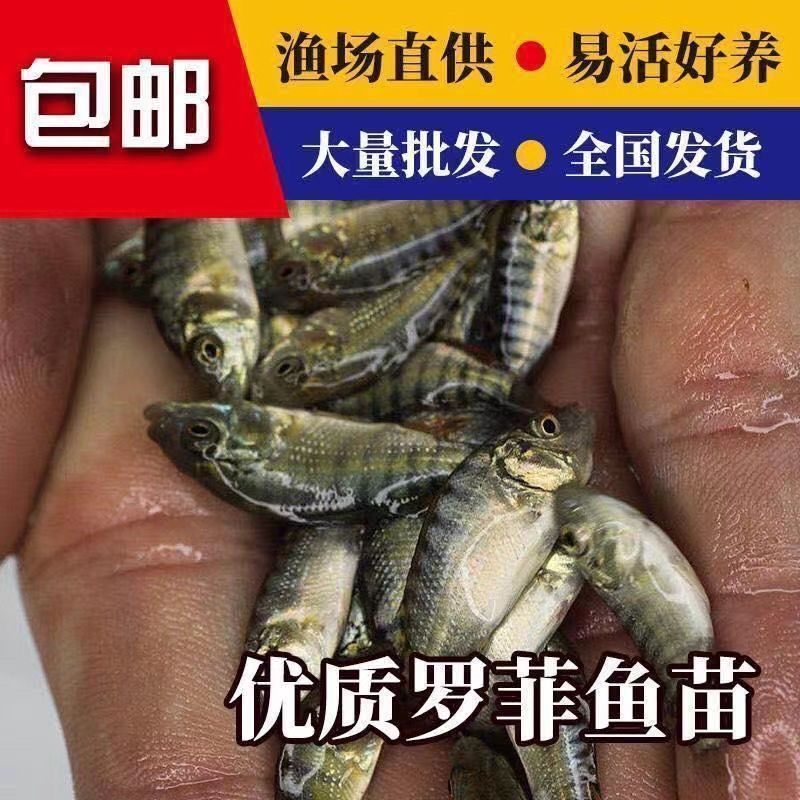 海南一号宝路耐寒单性脆肉罗非鱼苗大苗特大号福寿鱼