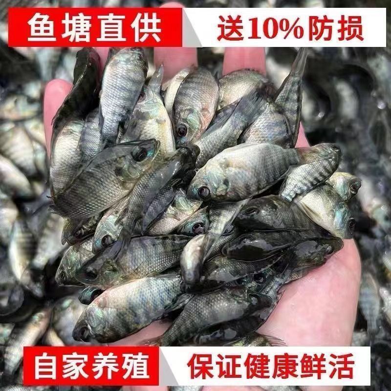 海南一号宝路耐寒单性脆肉罗非鱼苗大苗特大号福寿鱼