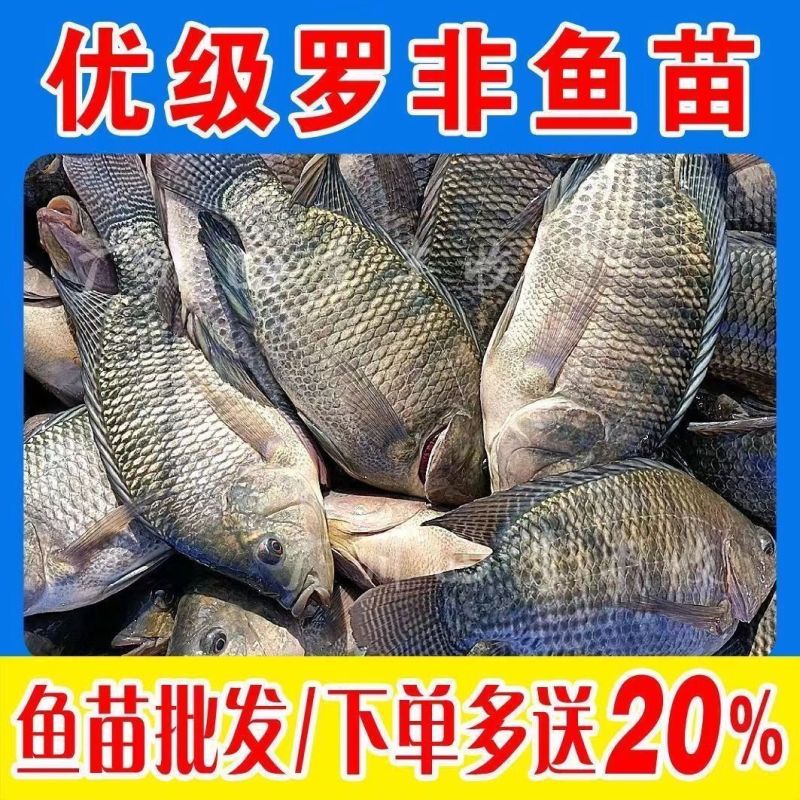 海南一号宝路耐寒单性脆肉罗非鱼苗大苗特大号福寿鱼
