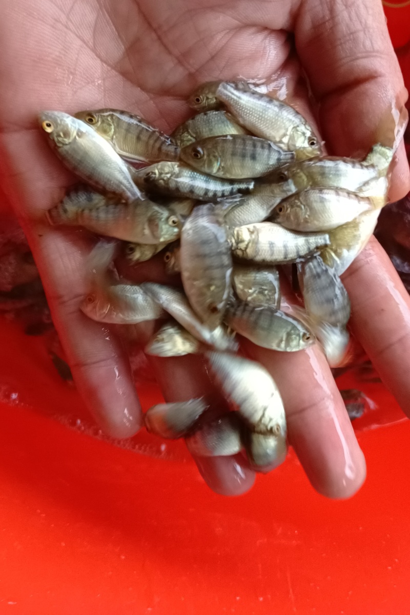 海南一号宝路耐寒单性脆肉罗非鱼苗大苗特大号福寿鱼