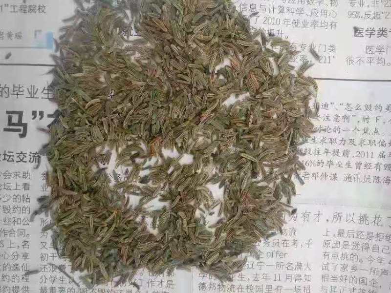 纯新材胡籽出售
