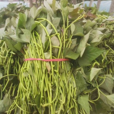 河南开封西瓜红红薯苗基地直发价格优惠欢迎电联