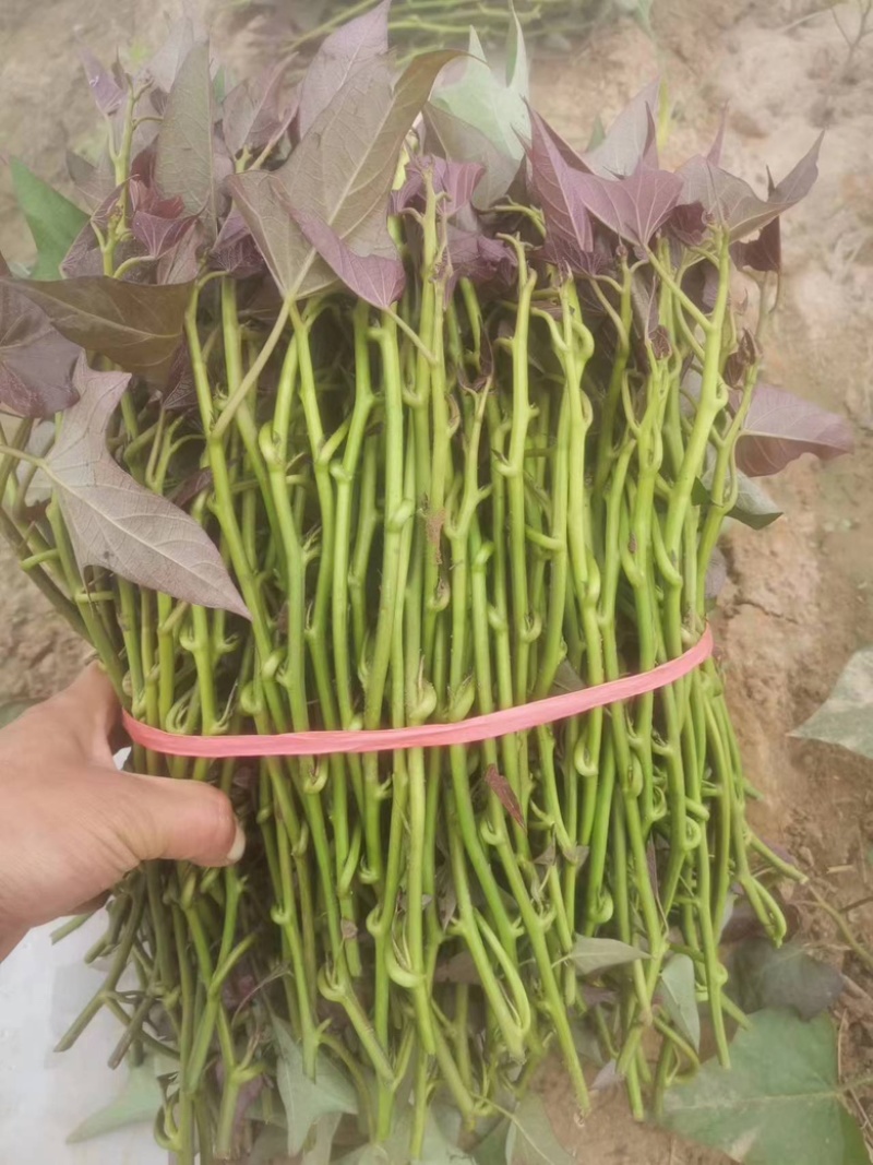河南开封西瓜红红薯苗基地直发价格优惠欢迎电联