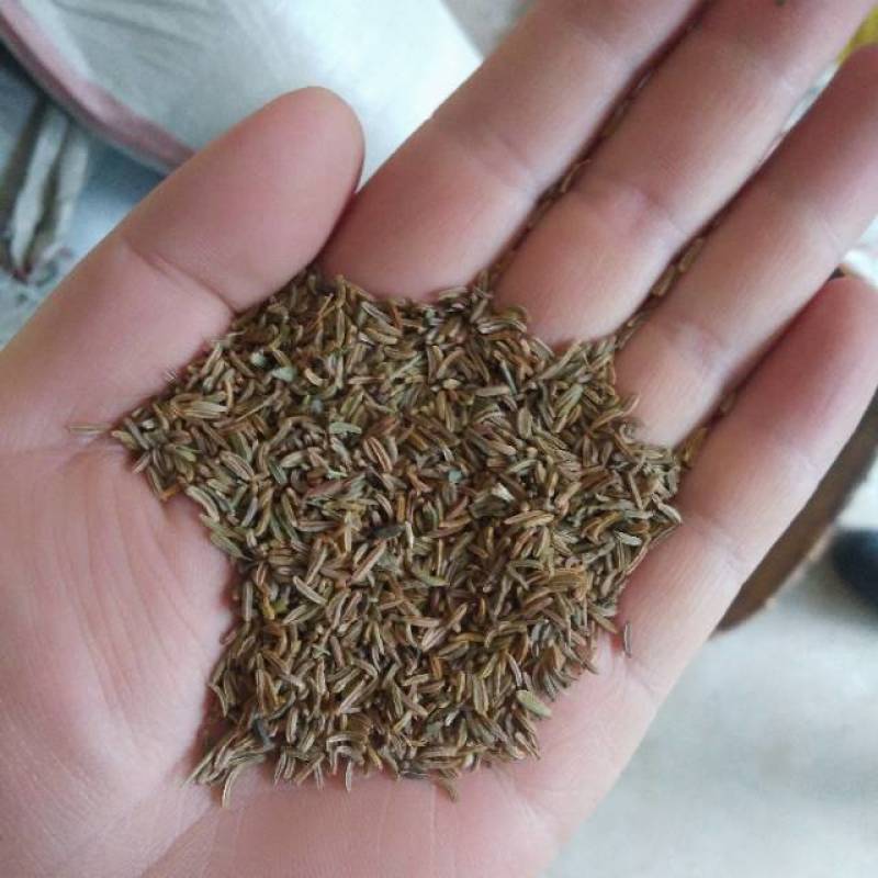 纯新藏材胡籽