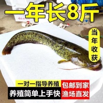 正宗南方大口鲶鱼苗南方鲶淡水养殖食用肉食鲶鱼苗土鲶鱼二须