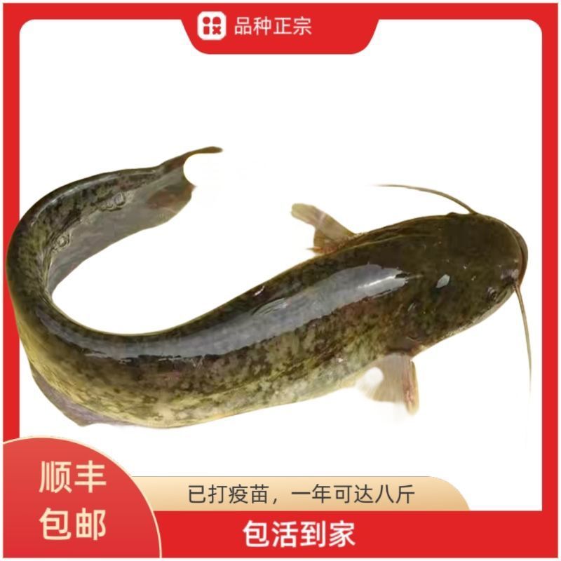 正宗南方大口鲶鱼苗南方鲶淡水养殖食用肉食鲶鱼苗土鲶鱼二须