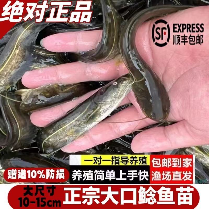 正宗南方大口鲶鱼苗南方鲶淡水养殖食用肉食鲶鱼苗土鲶鱼二须