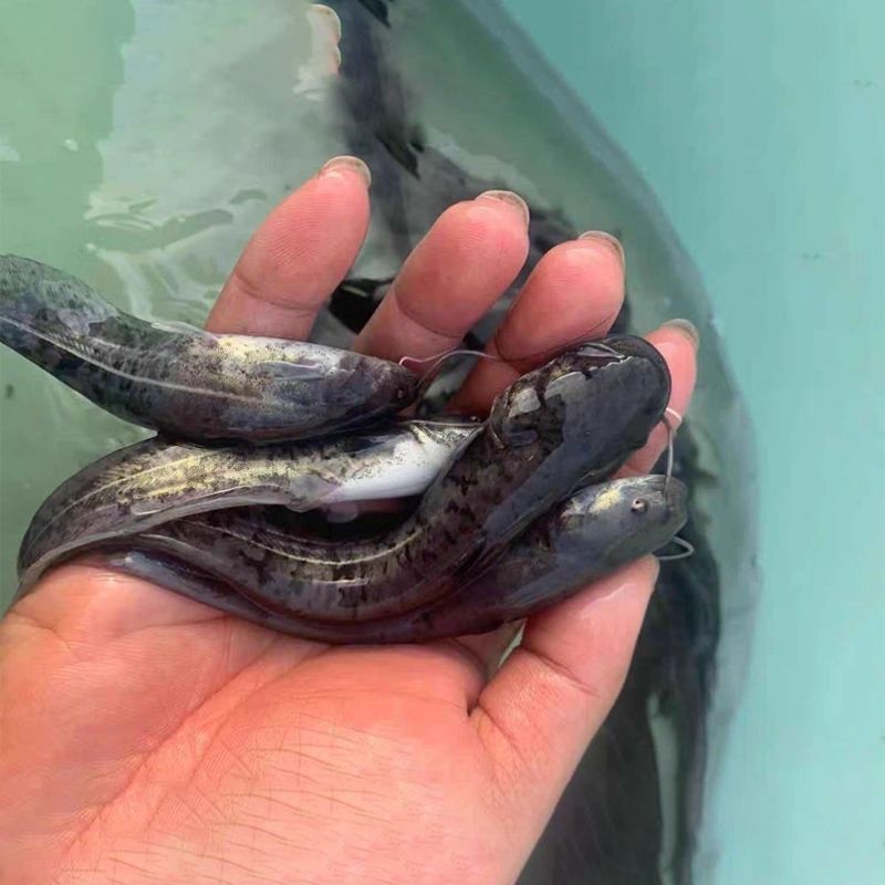 正宗南方大口鲶鱼苗南方鲶淡水养殖食用肉食鲶鱼苗土鲶鱼二须
