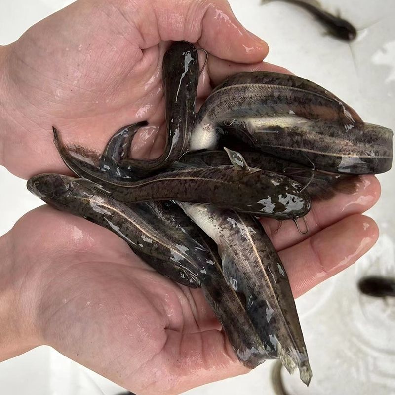 正宗南方大口鲶鱼苗南方鲶淡水养殖食用肉食鲶鱼苗土鲶鱼二须