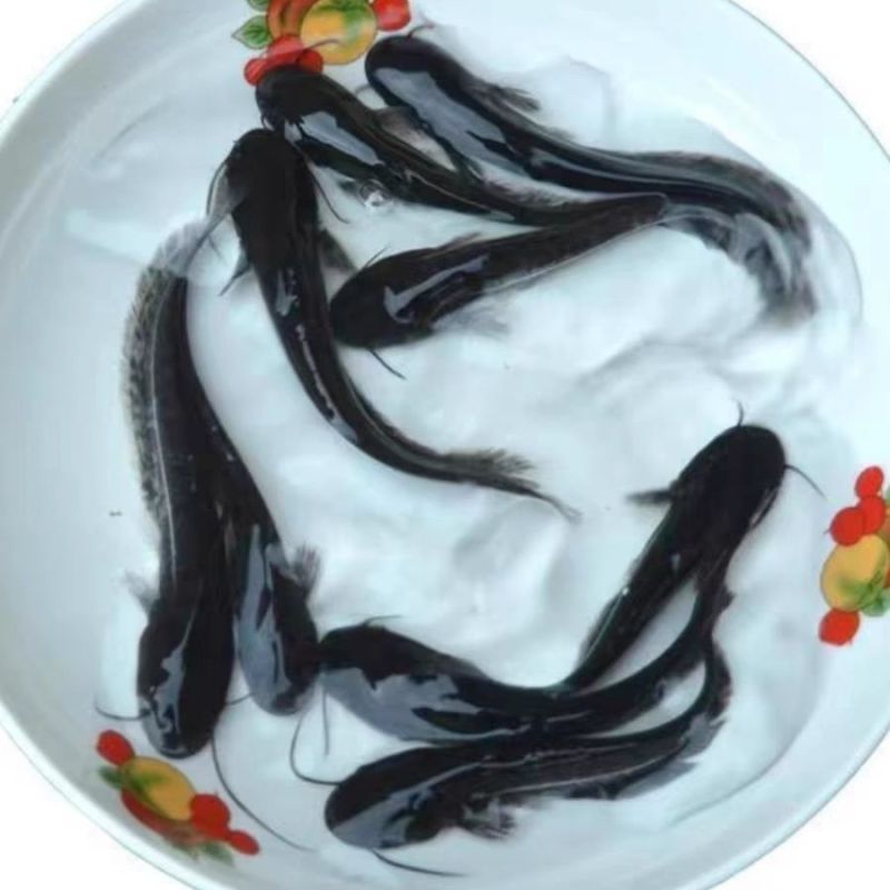 正宗南方大口鲶鱼苗南方鲶淡水养殖食用肉食鲶鱼苗土鲶鱼二须